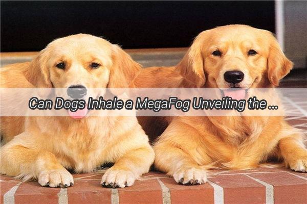 Can Dogs Inhale a MegaFog Unveiling the Mystery Behind Canine Breathing